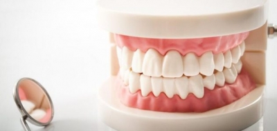 انواع دندان ها